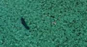 This is Kitesurfing